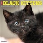 Willow Creek Press - Black Kittens 2026 12 X 12 Wall Calendar