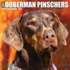 Willow Creek Press - Doberman Pinschers 2026 12 X 12 Wall Calendar