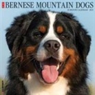 Willow Creek Press - Bernese Mountain Dogs 2026 12 X 12 Wall Calendar