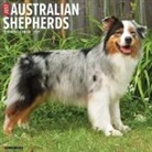 Willow Creek Press - Australian Shepherds 2026 12 X 12 Wall Calendar