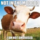 Willow Creek Press - Not in the Mooood 2026 12 X 12 Wall Calendar