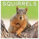 Willow Creek Press - Squirrels 2026 12 X 12 Wall Calendar