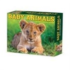 Willow Creek Press - Baby Animals 2026 5.4 X 6.2 Box Calendar