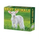Willow Creek Press - Baby Animals 2026 5.4 X 6.2 Box Calendar