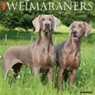 Willow Creek Press - Weimaraners 2026 12 X 12 Wall Calendar