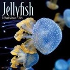 Willow Creek Press - Jellyfish 12 X 12 Wall Calendar