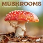 Willow Creek Press - Mushrooms 2026 7 X 7 Mini Wall Calendar