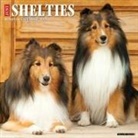 Willow Creek Press - Shelties 2026 12 X 12 Wall Calendar