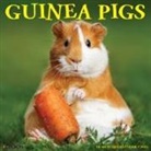 Willow Creek Press - Guinea Pigs 2026 12 X 12 Wall Calendar