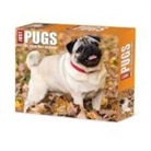 Willow Creek Press - Just Pugs 2026 5.4 X 6.2 Box Calendar