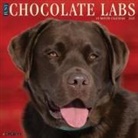 Willow Creek Press - Chocolate Labs 2026 12 X 12 Wall Calendar