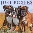 Willow Creek Press - Boxers 2026 12 X 12 Wall Calendar