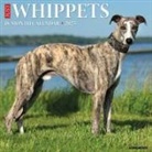 Willow Creek Press - Whippets 2026 12 X 12 Wall Calendar