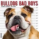 Willow Creek Press - Bulldog Bad Boys 2026 12 X 12 Wall Calendar