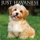 Willow Creek Press - Havanese 2026 12 X 12 Wall Calendar