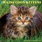 Willow Creek Press - Maine Coon Kittens 2026 12 X 12 Wall Calendar