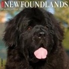 Willow Creek Press - Newfoundlands 2026 12 X 12 Wall Calendar