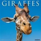 Willow Creek Press - Giraffes 2026 12 X 12 Wall Calendar