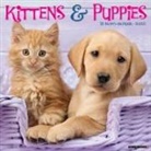 Willow Creek Press - Kittens & Puppies 2026 12 X 12 Wall Calendar