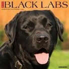 Willow Creek Press - Black Labs 2026 12 X 12 Wall Calendar