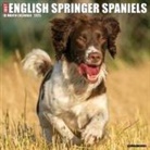 Willow Creek Press - English Springer Spaniels 2026 12 X 12 Wall Calendar