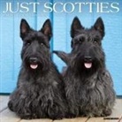 Willow Creek Press - Scotties 2026 12 X 12 Wall Calendar