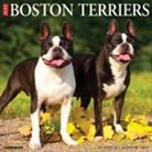 Willow Creek Press - Boston Terriers 2026 12 X 12 Wall Calendar