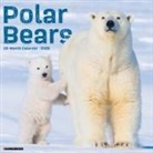 Willow Creek Press - Polar Bears 12 X 12 Wall Calendar