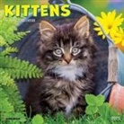 Willow Creek Press - Kittens 2026 7 X 7 Mini Wall Calendar