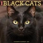 Willow Creek Press - Black Cats 2026 12 X 12 Wall Calendar