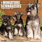 Willow Creek Press - Miniature Schnauzers 2026 12 X 12 Wall Calendar