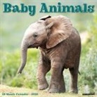 Willow Creek Press - Baby Animals 2026 12 X 12 Wall Calendar