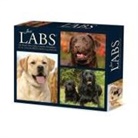 Willow Creek Press - Just Labs 2026 5.4 X 6.2 Box Calendar