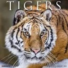 Willow Creek Press - Tigers 2026 12 X 12 Wall Calendar