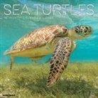 Willow Creek Press - Sea Turtles 2026 12 X 12 Wall Calendar