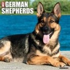 Willow Creek Press - German Shepherds 2026 12 X 12 Wall Calendar