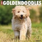 Willow Creek Press - Goldendoodles 2026 12 X 12 Wall Calendar