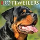 Willow Creek Press - Rottweilers 2026 12 X 12 Wall Calendar