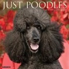 Willow Creek Press - Poodles 2026 12 X 12 Wall Calendar
