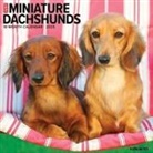 Willow Creek Press - Miniature Dachshunds 2026 12 X 12 Wall Calendar