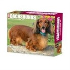 Willow Creek Press - Dachshunds 2026 5.4 X 6.2 Box Calendar