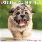 Willow Creek Press - Shih Tzu Puppies 2026 12 X 12 Wall Calendar