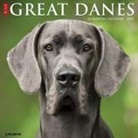 Willow Creek Press - Great Danes 2026 12 X 12 Wall Calendar