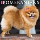 Willow Creek Press - Pomeranians 2026 12 X 12 Wall Calendar