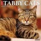 Willow Creek Press - Tabby Cats 2026 12 X 12 Wall Calendar