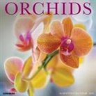 Willow Creek Press - Orchids 12 X 12 Wall Calendar