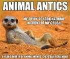 Willow Creek Press - Animal Antics 2026 5.4 X 6.2 Box Calendar