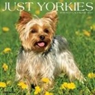 Willow Creek Press - Yorkies 2026 12 X 12 Wall Calendar