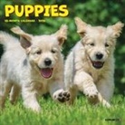 Willow Creek Press - Puppies 2026 7 X 7 Mini Wall Calendar
