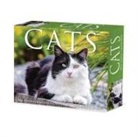 Willow Creek Press - Cats 2026 5.4 X 6.2 Box Calendar